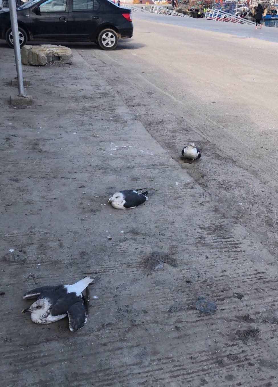 نفوق جماعي غامض لطيور النورس بشواطئ العرائش… دعوات لفتح تحقيق عاجل نفوق جماعي غامض لطيور النورس بشواطئ العرائش… دعوات لفتح تحقيق عاجل